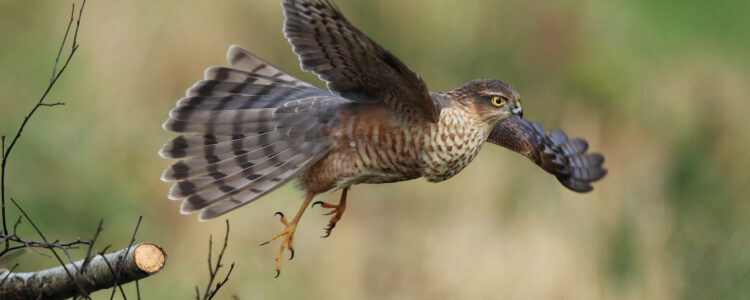 Sparrowhawk1