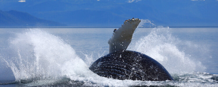 humpback