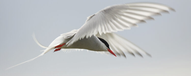 tern