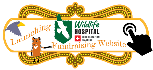 wildlife hospital launch
